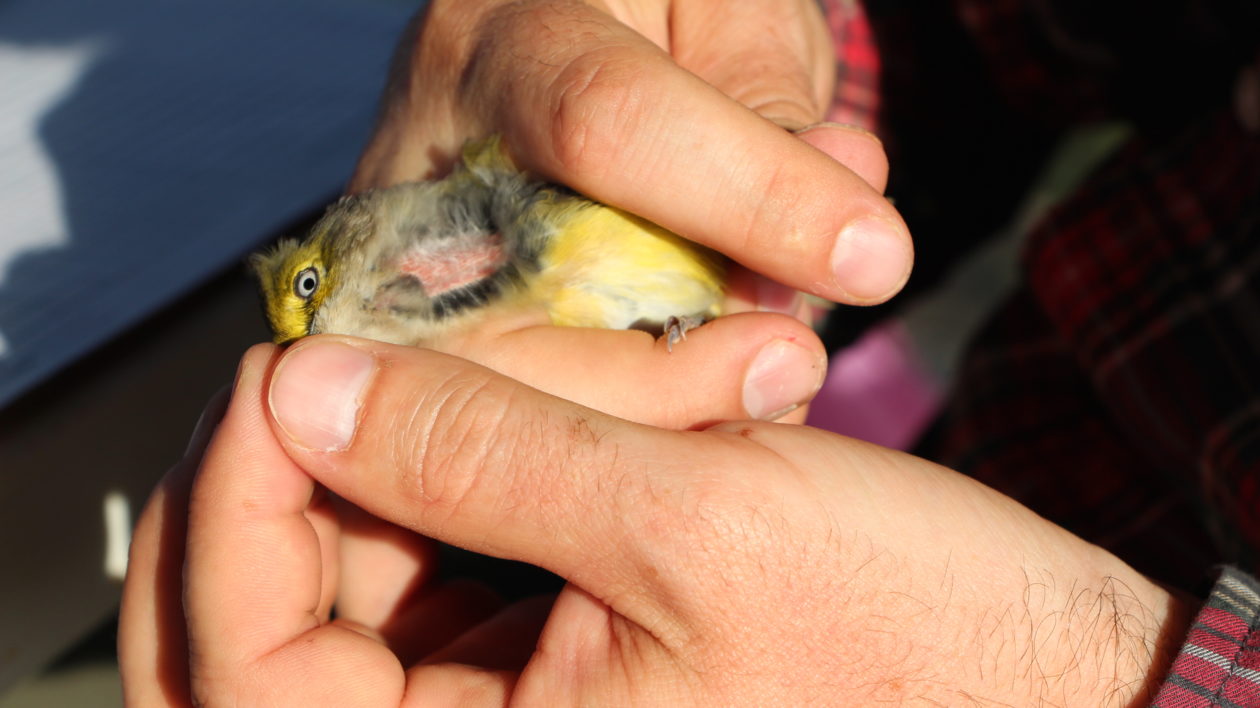 The Mad Island banding crew checks a white-eyed vireo for ticks. Photo © Justine E. Hausheer / TNC