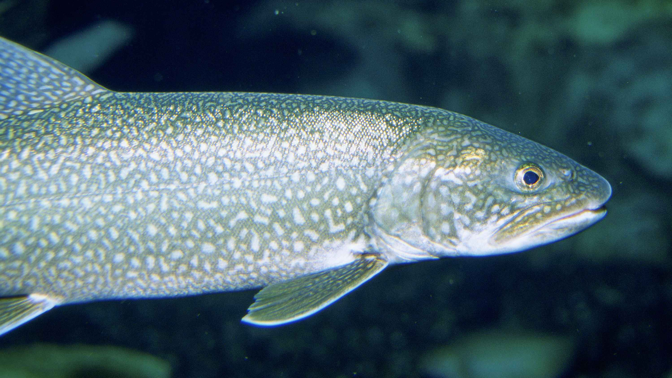  Lake trout fish underwater close up head Image originally from Public domain images obtained through Wikimedia Commons