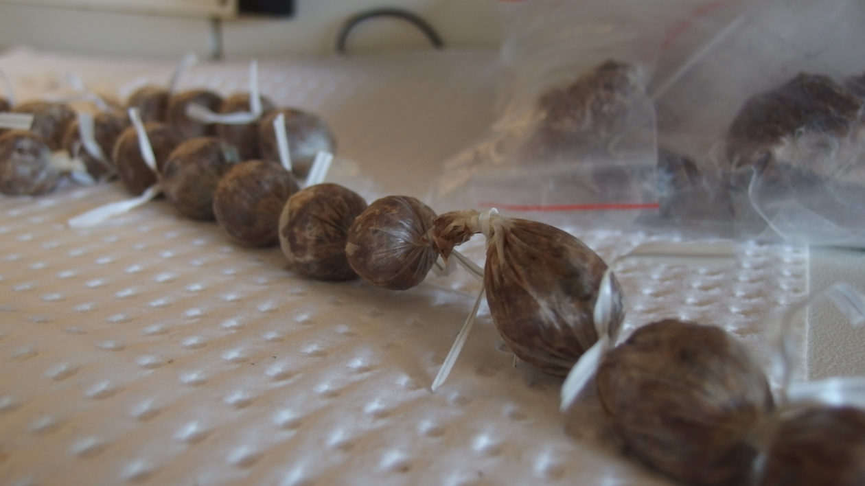 'Toad sausages’ are being used to help train quolls to avoid cane toads. Photo © Australian Wildlife Conservancy