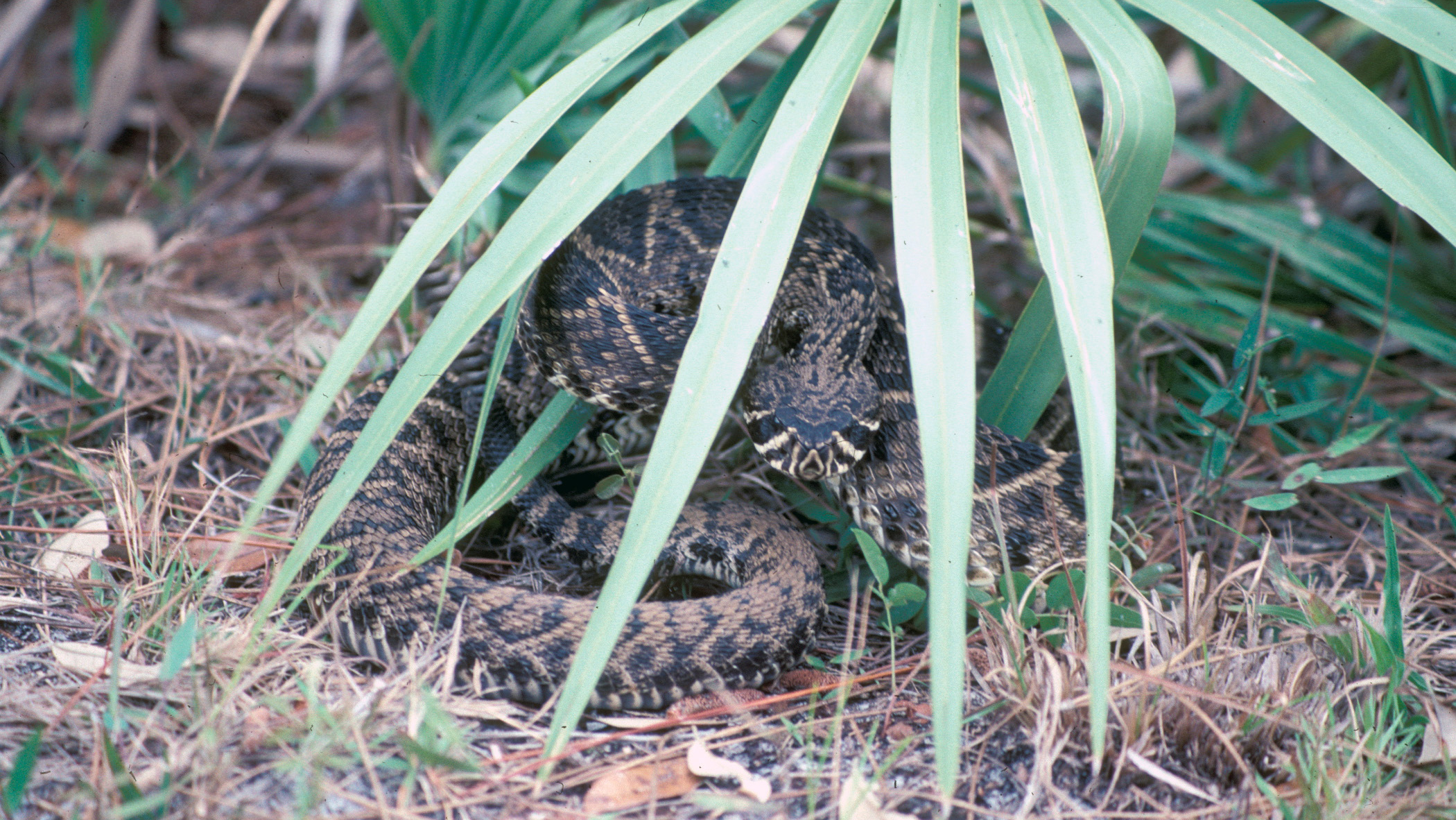 An eastern diamondback rattlesnake.