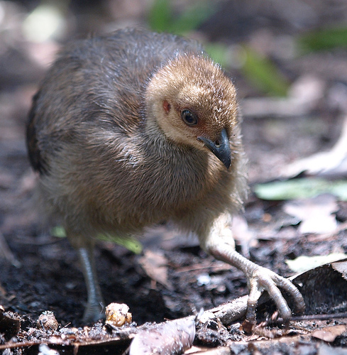 An Australian Brushturkey chick kicking about the forest floor. Photo © Maureen G. / Wikimedia Commons