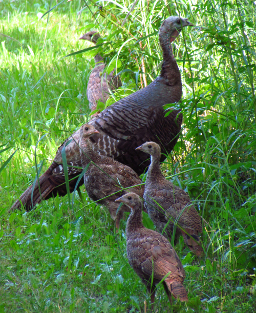 Wild turkeys. Photo © D. Gordon & E. Robertson