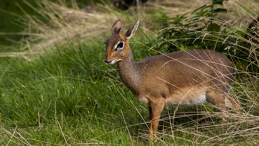 Kirk's dik dik. Photo © Scara 1984 through a Creative Commons license