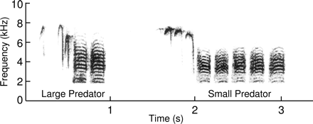 Sonogram of a chickadee alarm.