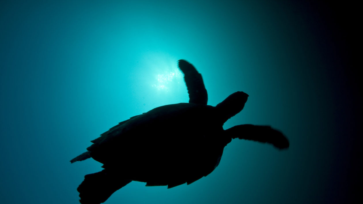  A Hawksbill turtle, in Indonesia. Photo © Ethan Daniels