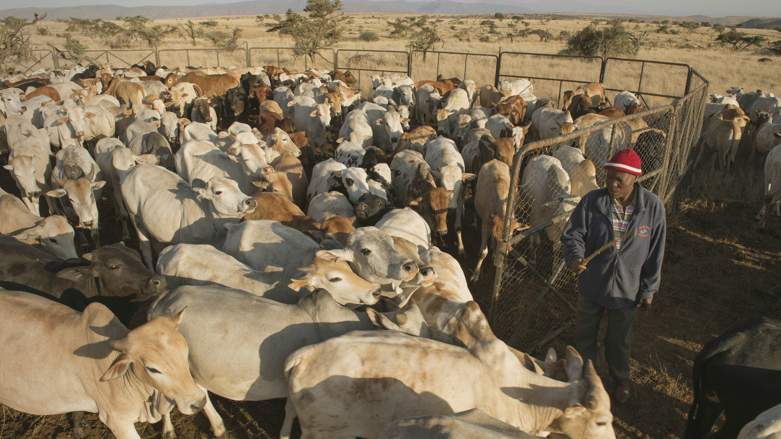 Sepengo Lendira watches cattle at Lewa Wildlife Conservancy in Northern Kenya. Lewa has partnered with the Northern Rangelands Trust (NRT) and the Ol Pejeta Conservancy to set up the ‘Linking Livestock Markets to Wildlife Conservation’ program. Photo © Ami Vitale for The Nature Conservancy