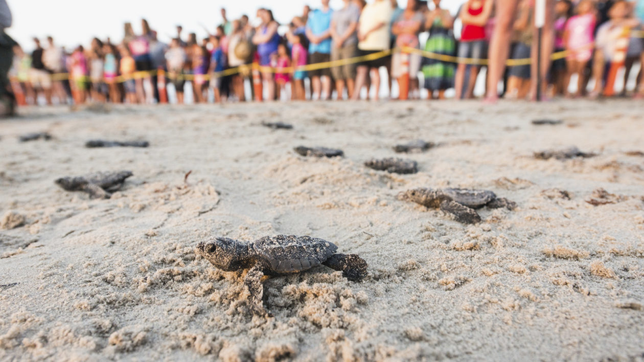 National Park Service staff and volunteers release baby Kemp's ridley sea turtles. Photo © Carlton Ward