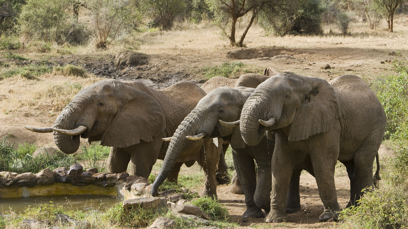 African Elephant (Loxodonta africana) at wells created for wildlife by Sarara Camp and Namunyak Conservancy on the Northern Rangelands of Kenya. Photo © Suzi Eszterhas