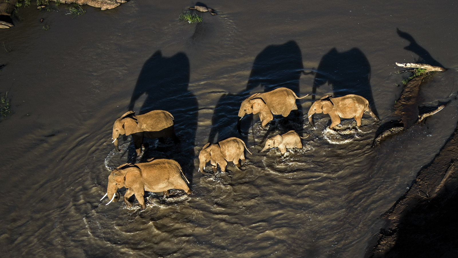 A herd of elephants cross a river at Loisaba Conservancy in Laikipia, northern Kenya. Photo © 2015 Ami Vitale