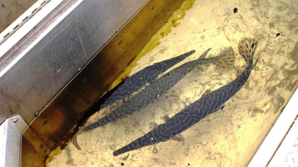 Adult peripheral population (Great Lakes Basin) Spotted Gars collected for analysis and broodstock from a Michigan inland lake. Photo © Solomon David