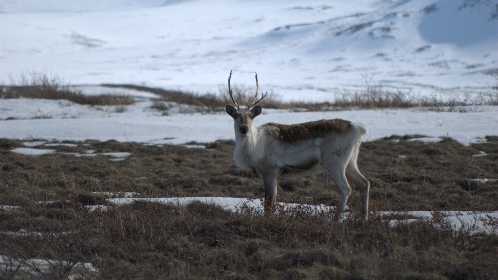 Caribou. Photo © U.S. Geological Survey on Flickr