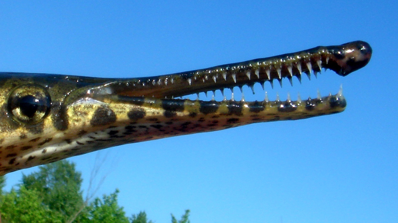 Spotted Gar showing off characteristic elongate, toothy jaws. Photo © Solomon David
