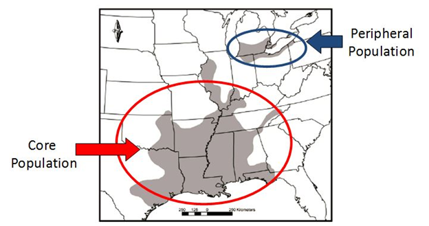 Distribution of core and peripheral populations of Spotted Gar Lepisosteus oculatus. Note disjunction between populations. Modified by David et al. (2015) from Page and Burr (1991).