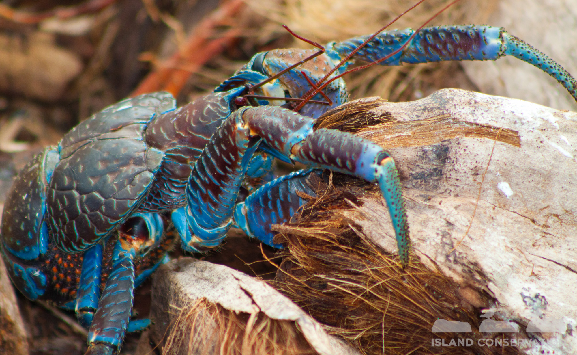A coconut crab. Photo © Island Conservation
