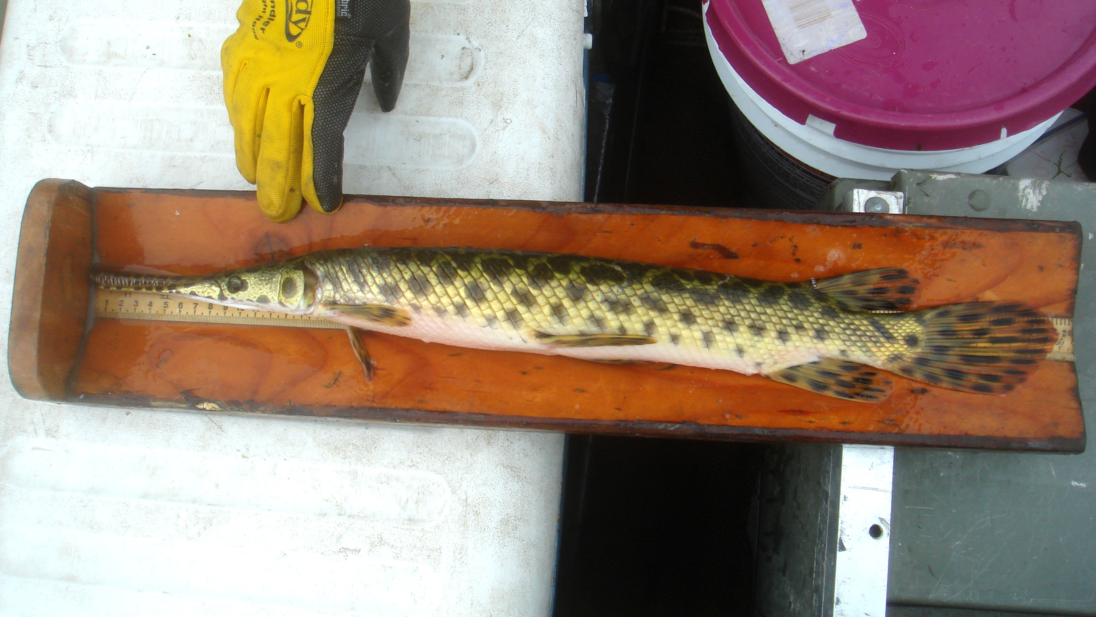 Adult Peripheral population (Great Lakes Basin) Spotted Gar from Michigan. Photo © Richard Kik IV