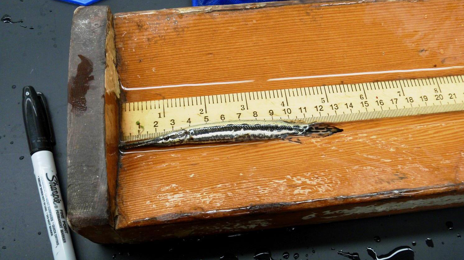 Young of year Spotted Gar from common garden experiment. Individuals were measured weekly for 60 days. Photo © Solomon David