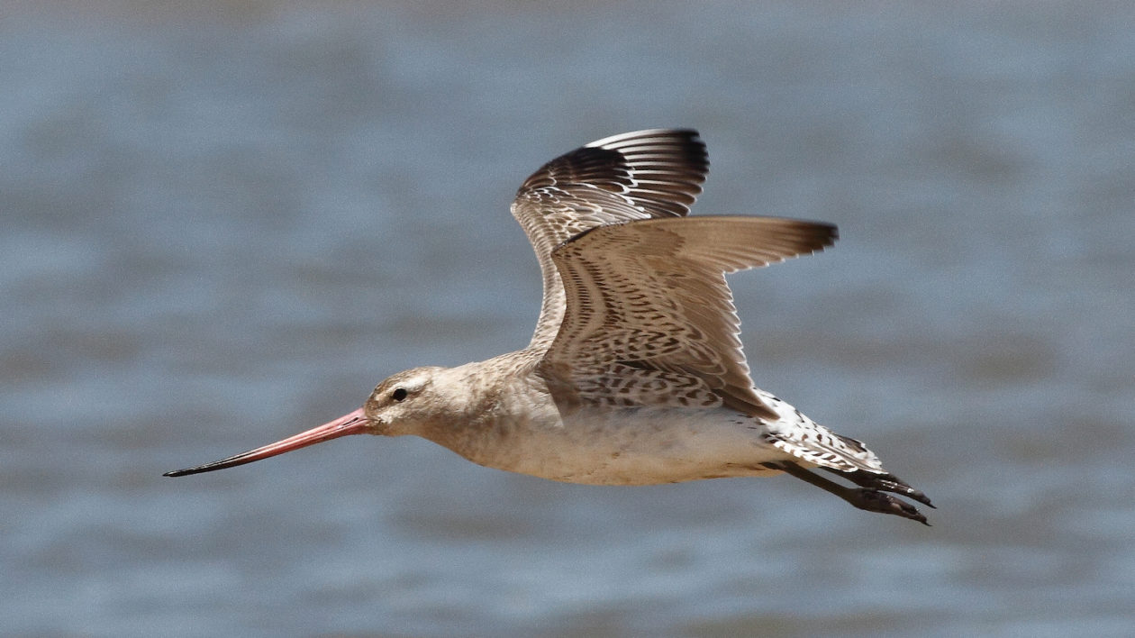 Bar-tailed Godwit. Photo © Frankzed / Flickr