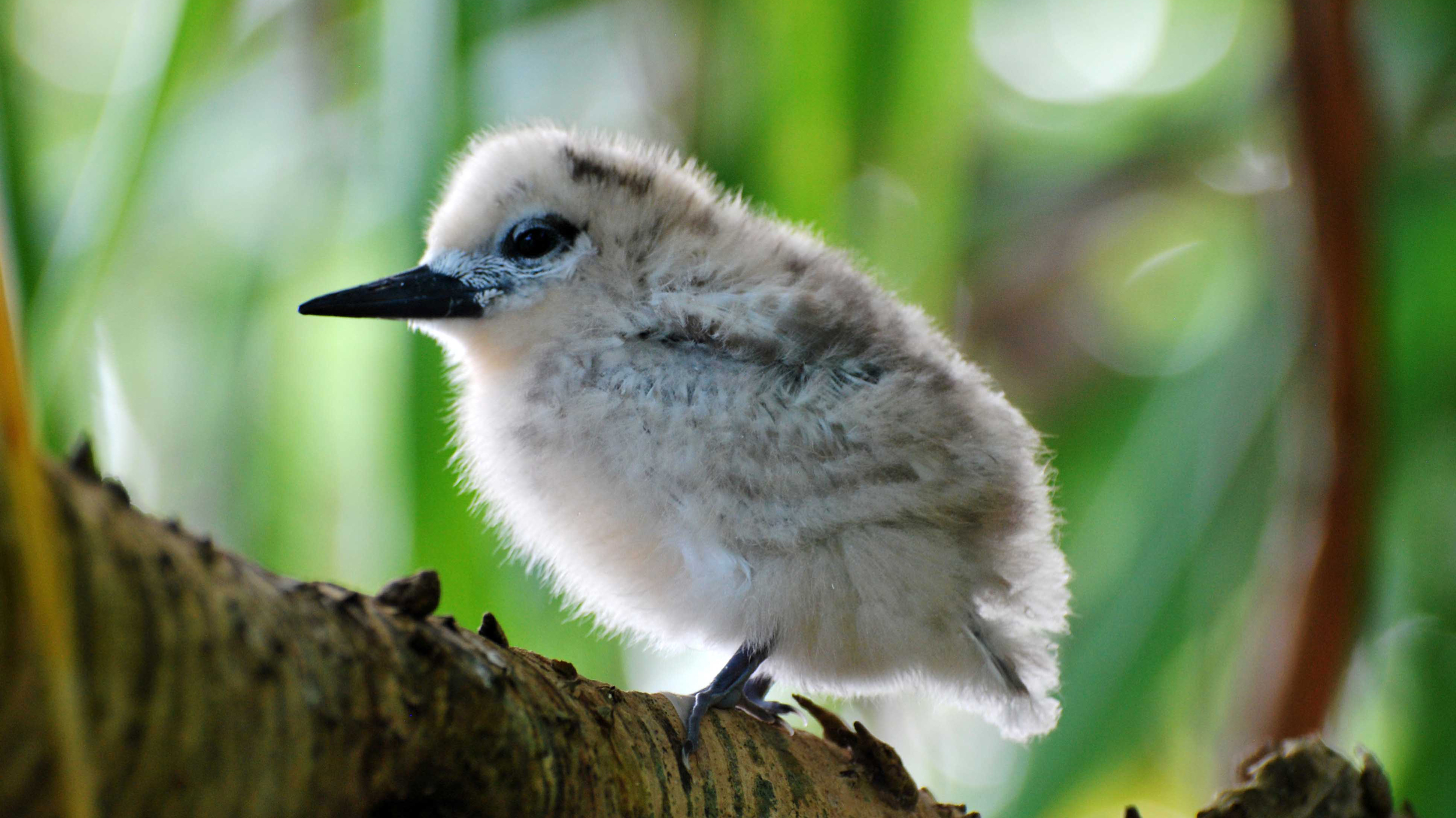 A baby fairy tern. Photo © Kydd Pollock