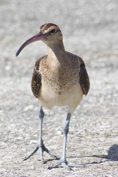 A bristle-thighed curlew. Photo © Rory Stansbury