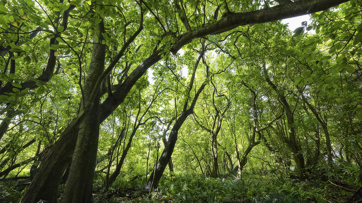 A pisonia grove. Photo © Andrew Wright