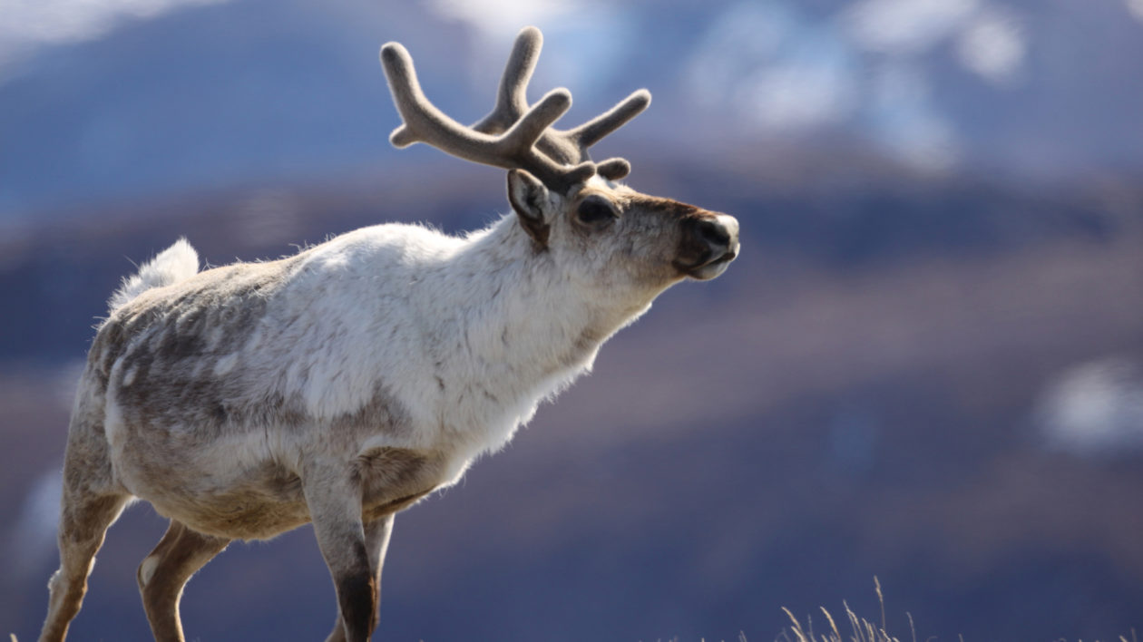 Real reindeer shop antlers