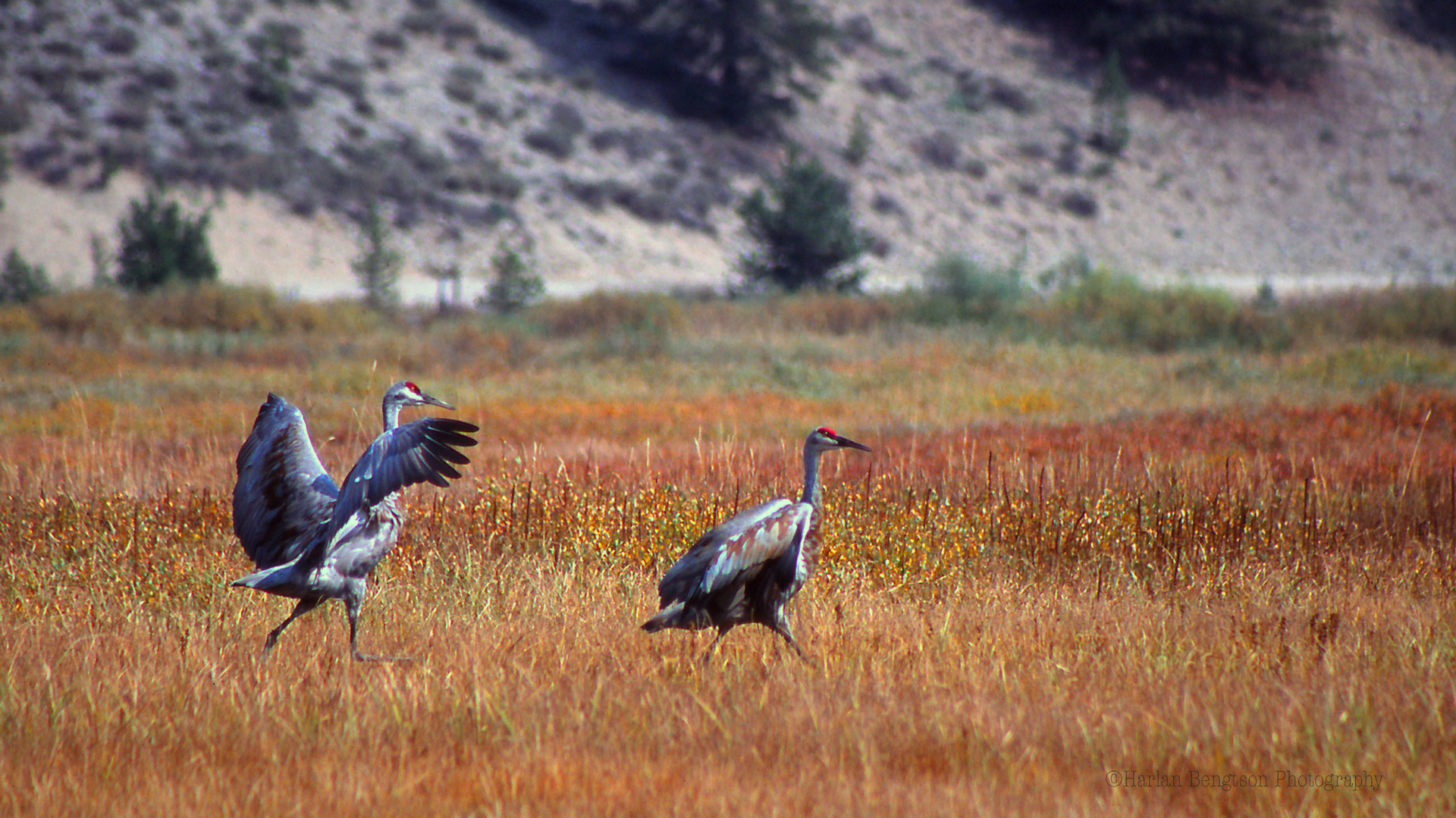 Sandhill cranes display. Photo © Harlan Bengston