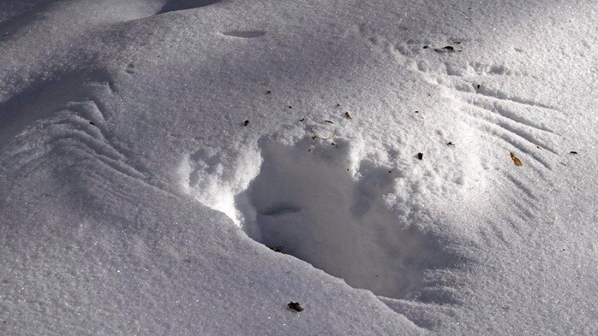 fox footprints in snow