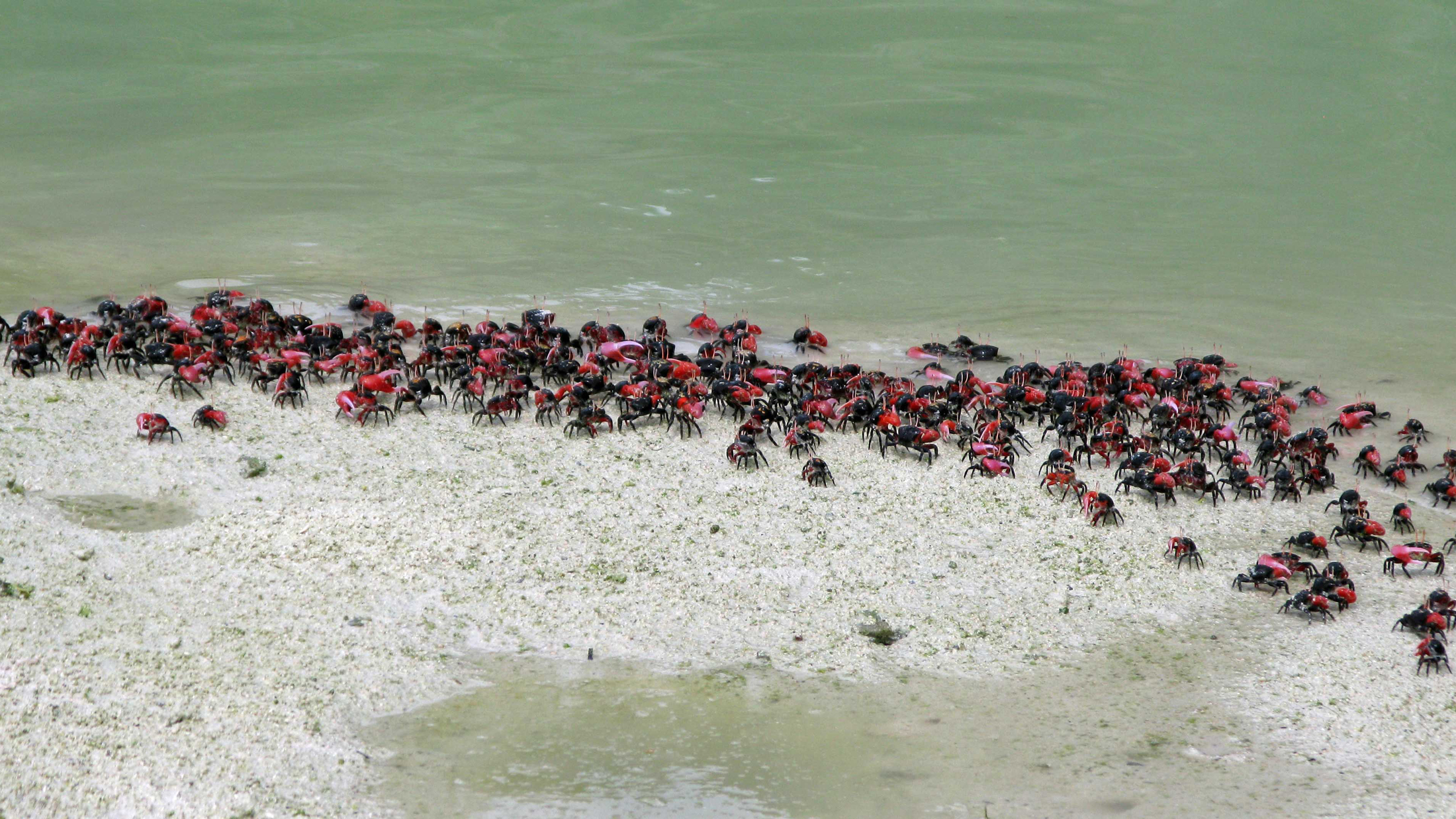 Crowds of fiddler crabs. Photo © Kydd Pollock