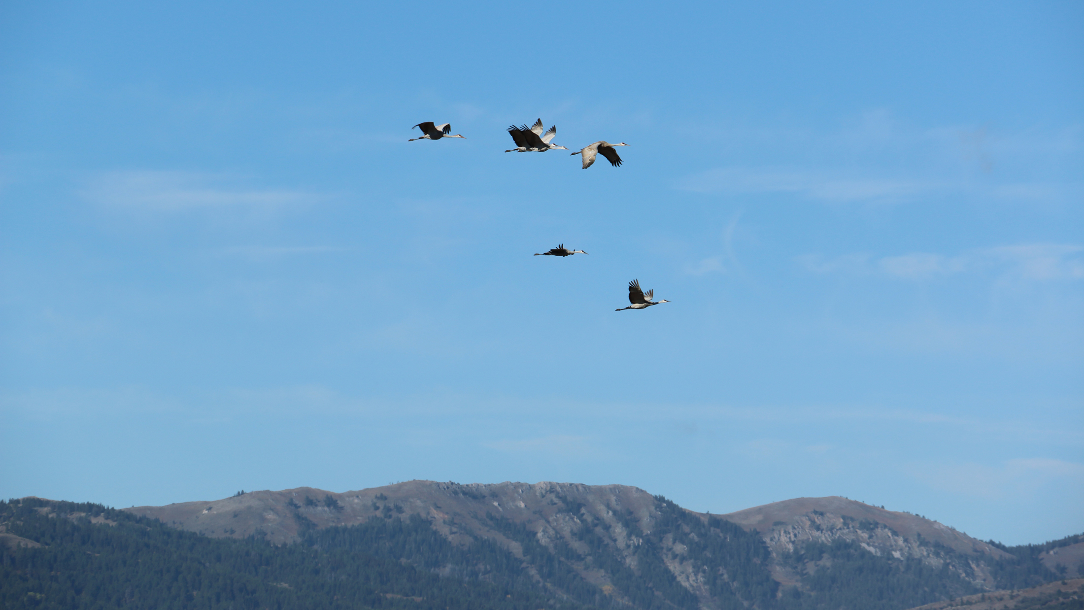 Greater sandhill cranes. Photo © Kris Millgate/ www.tightlinemedia.com/