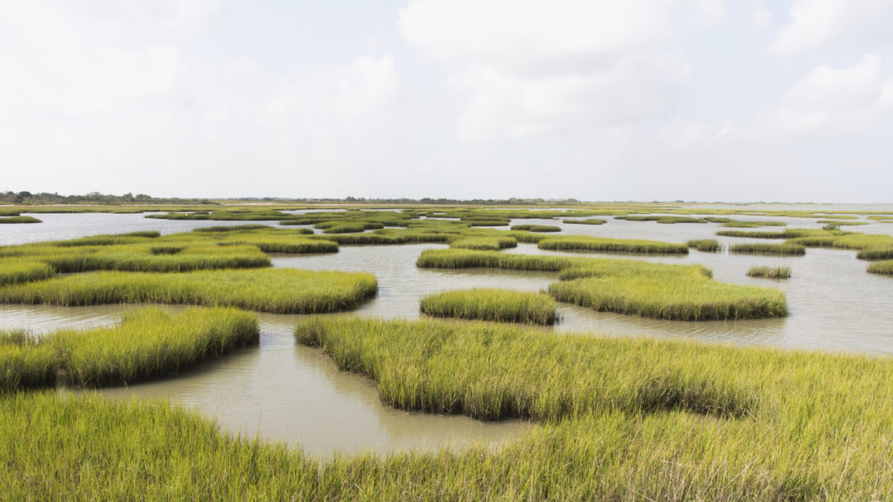 Coastal Texas marshes. Photo © Carlton Ward / TNC