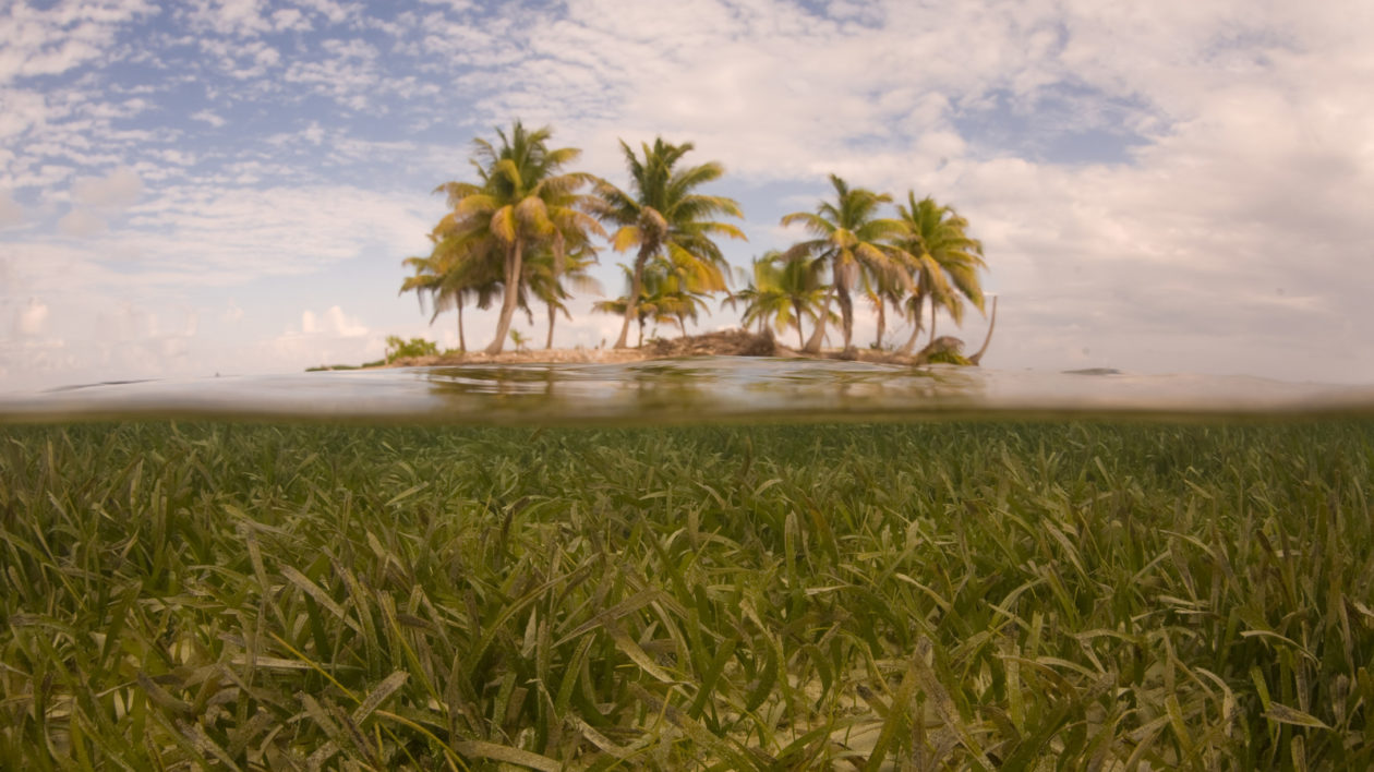 Caribbean seagrass in Belize. Photo © Ethan Daniels