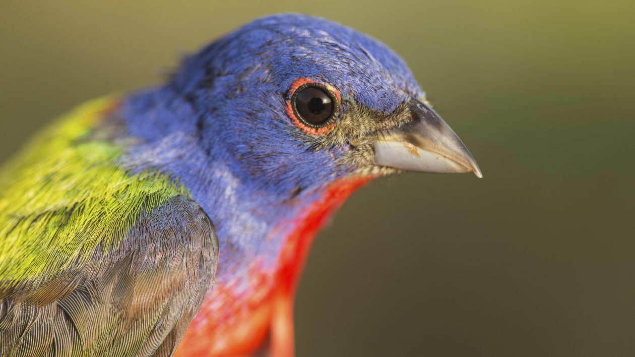 A Painted Bunting near Port O'Connor, Texas. Photo © 2014 Carlton Ward / TNC