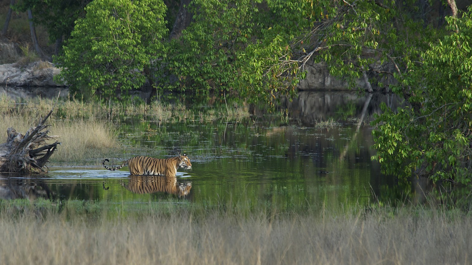 Tiger, Nature