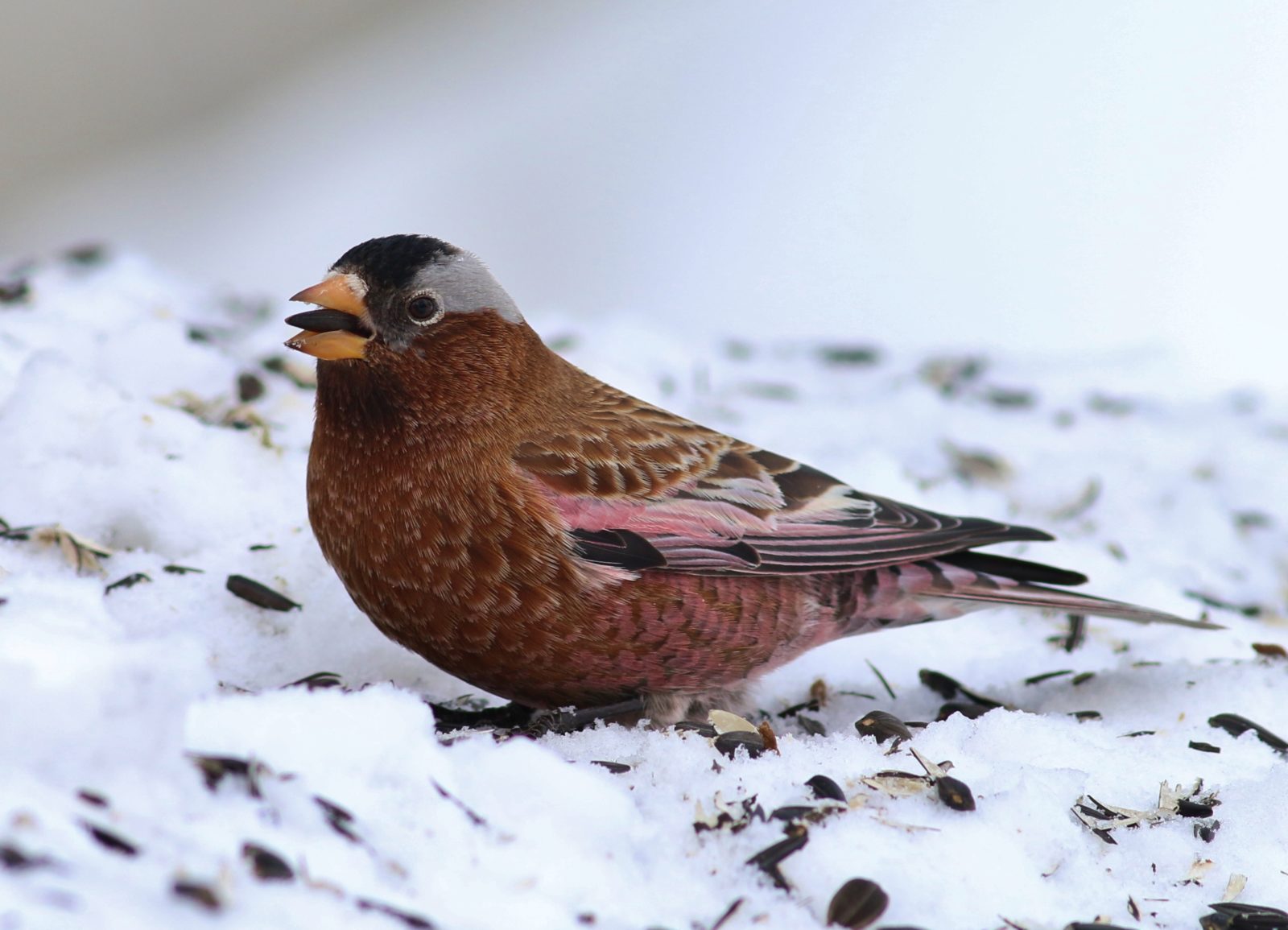 Snow Birds: 10 Birds to Look for in Winter