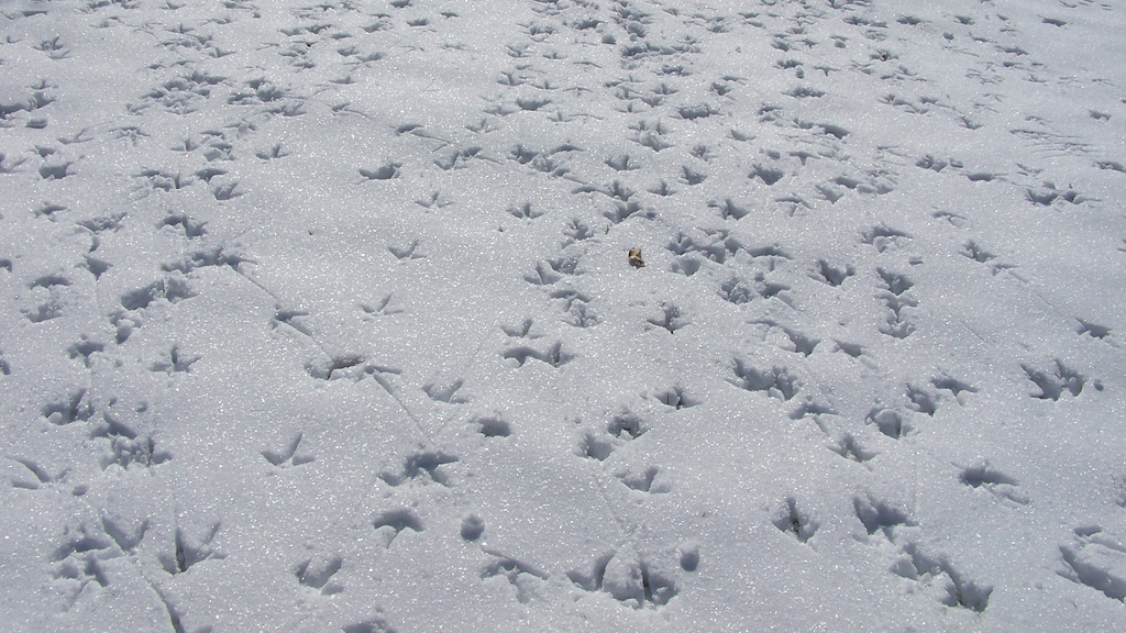 How to Recognize Animal Tracks in the Snow - The North River