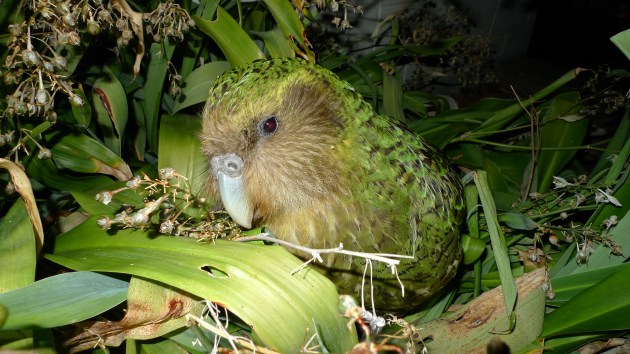 A frontal view of a chubby green parrot with whiskery feathers on it's face. 