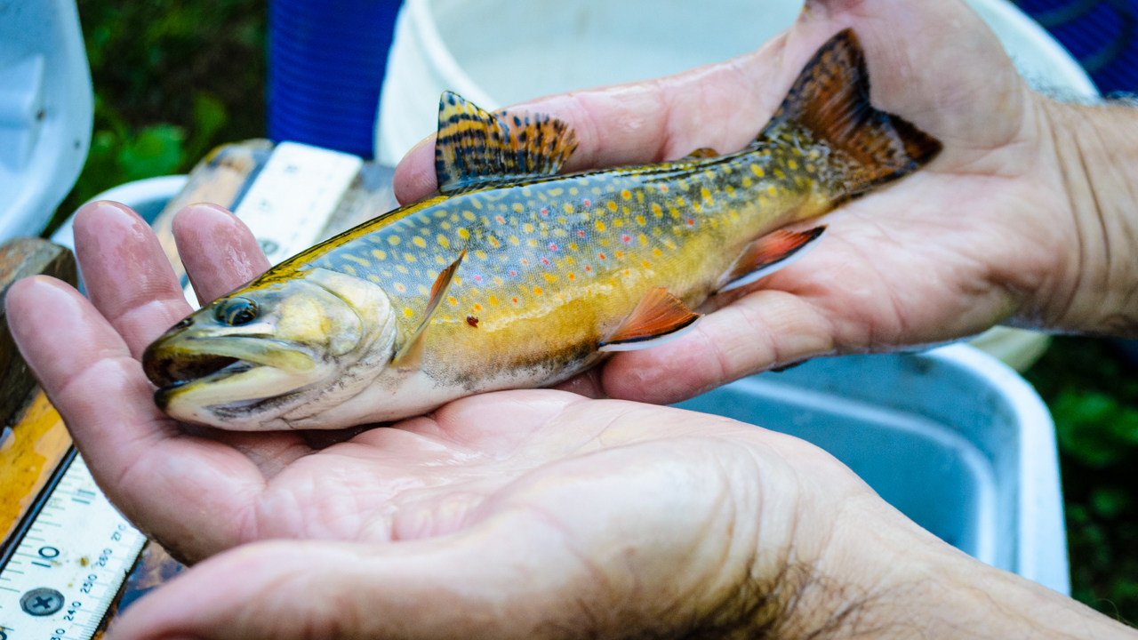 Fly Fishing and Our Waters - Coastal Watershed Council