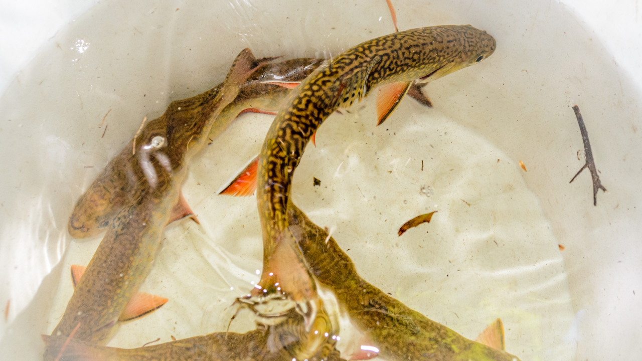 Recovery: Rehoming Brook Trout, the Dweller of Springs - Cool Green Science