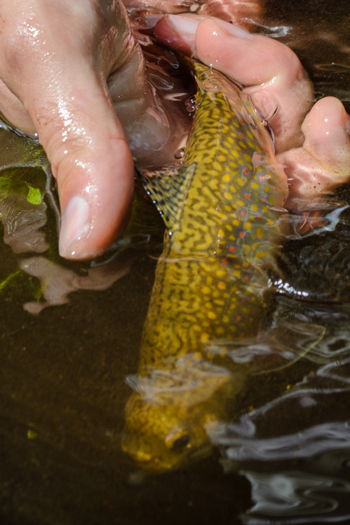 Photo courtesy of the Sea Run Brook Trout Coalition