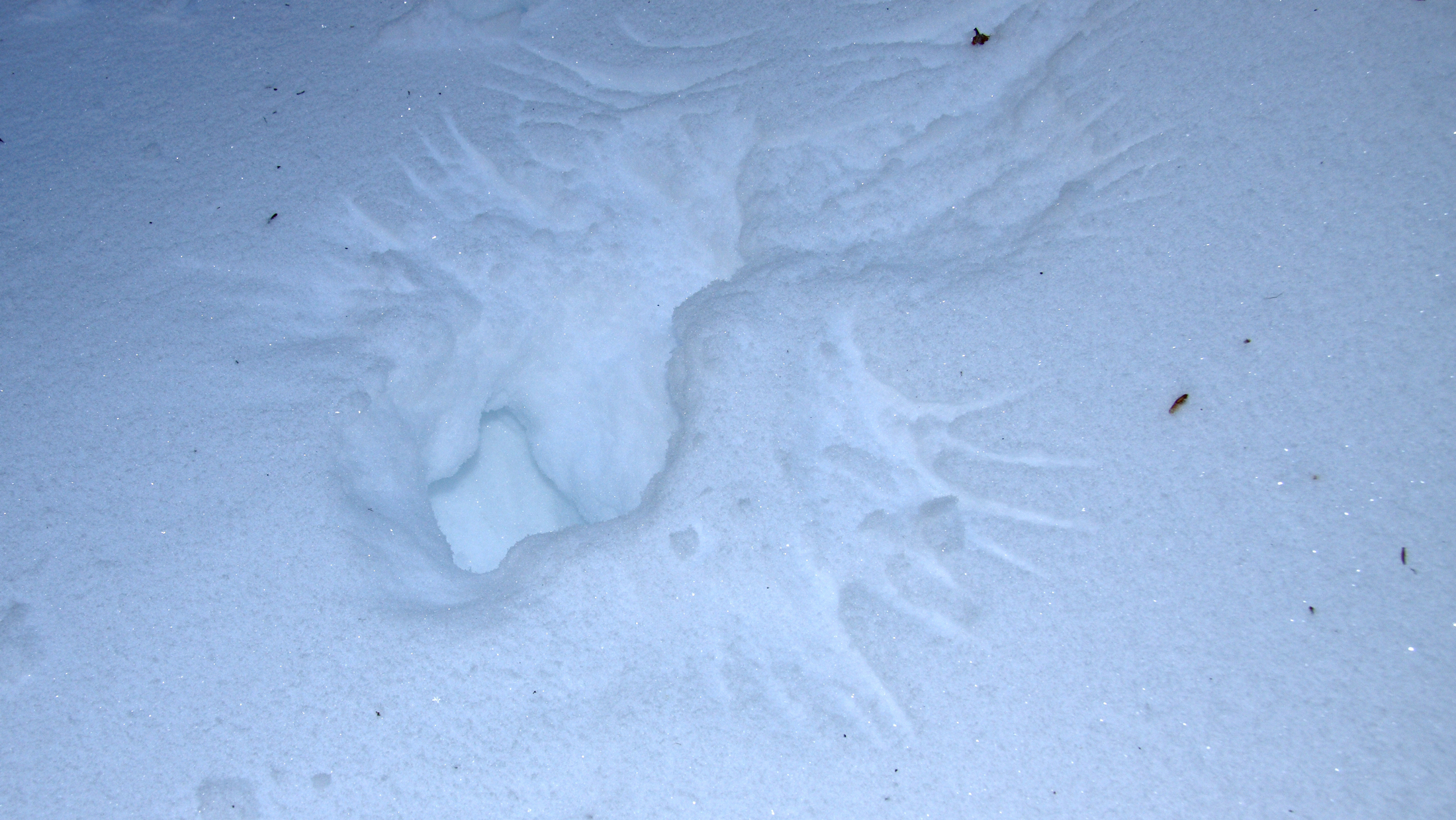Snow hole and wing marks: signs of a ruffed grouse shelter. Photo © Cephas / Wikimedia through a Creative Commons license.