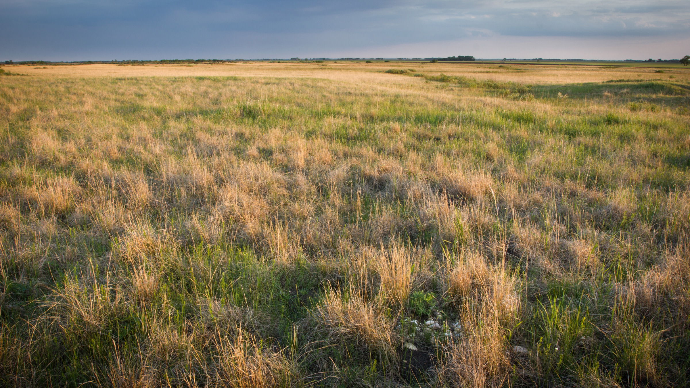 Glacial Ridge prairie landscape. Photo © Justin Meissen