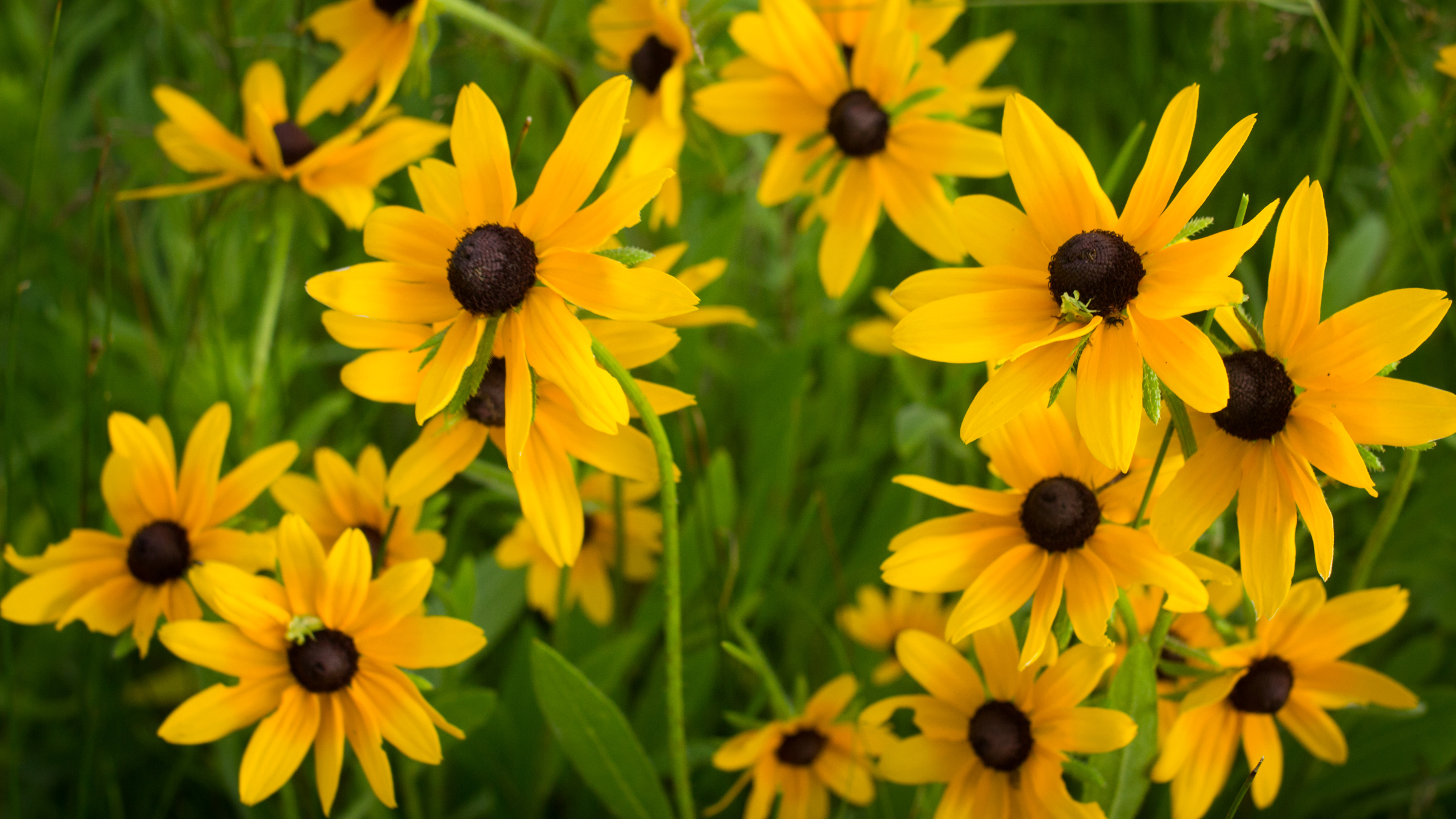 Black-eyed susan, a species sensitive to seed harvest. Photo © Justin Meissen