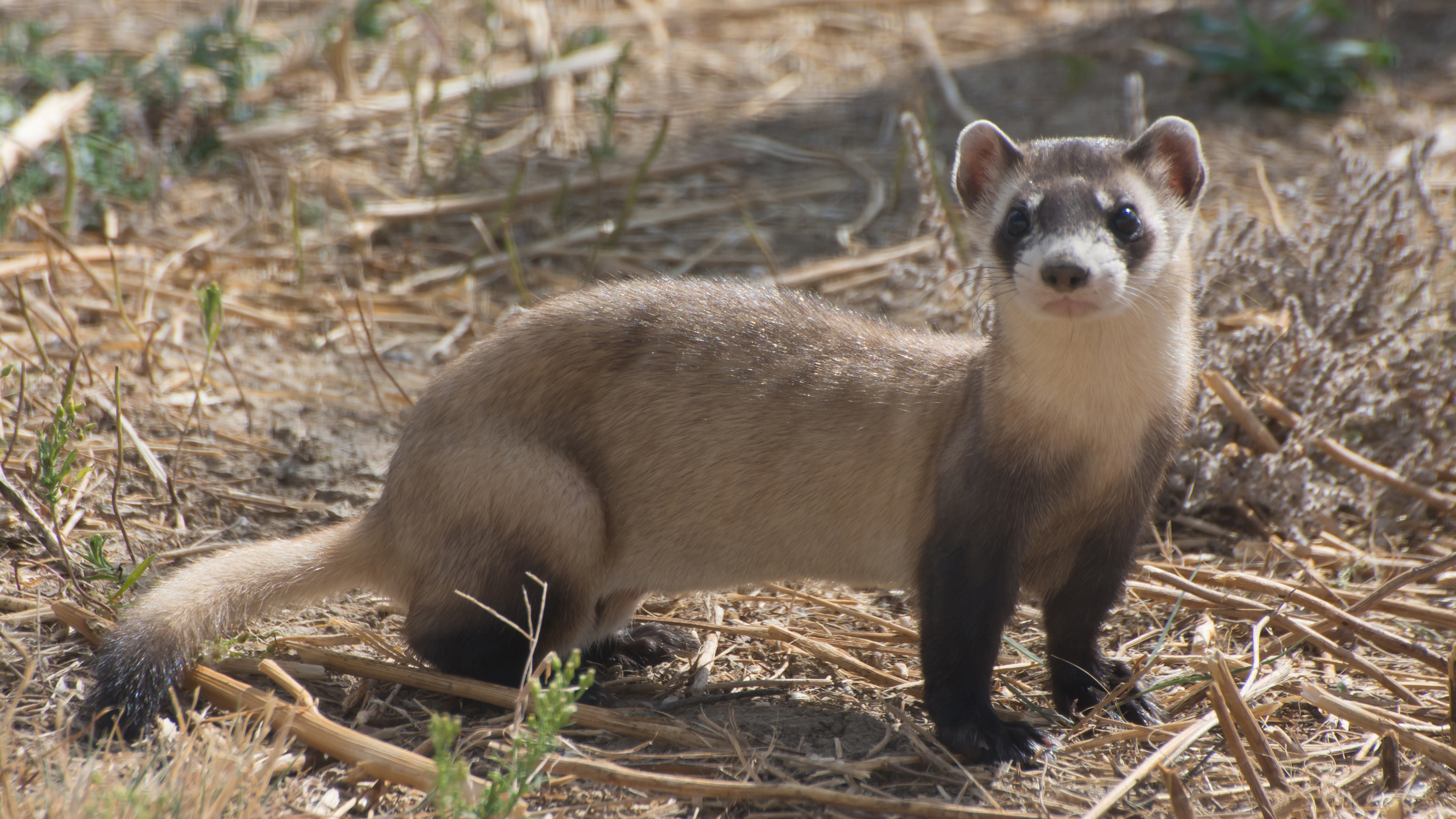 Black-footed ferret. Photo © Kimberly Fraser/USFWS