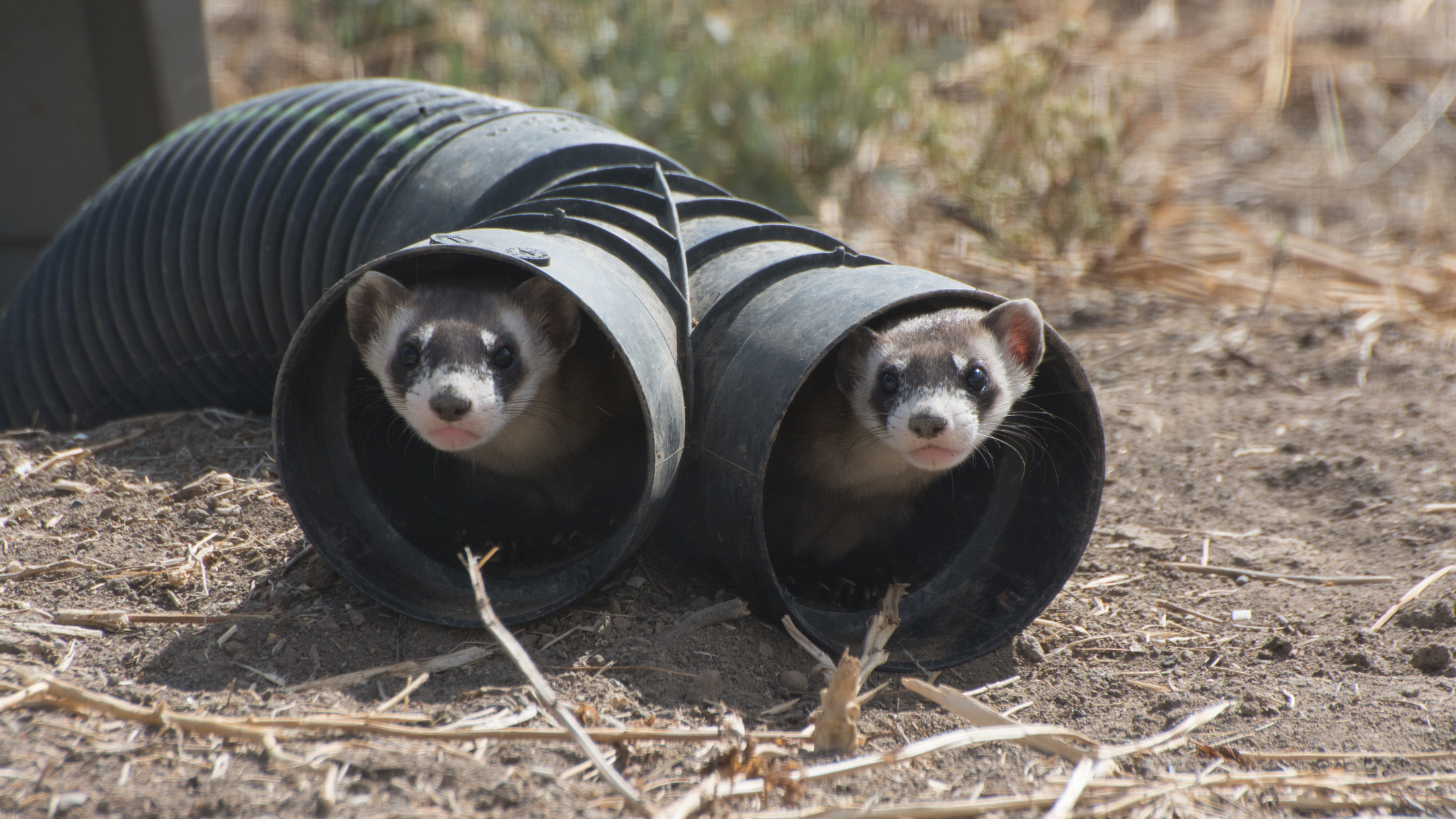 Black-footed ferrets peek out from a pipe that mimicks a prairie dog burrow. Photo © Kimberly Fraser/USFWS