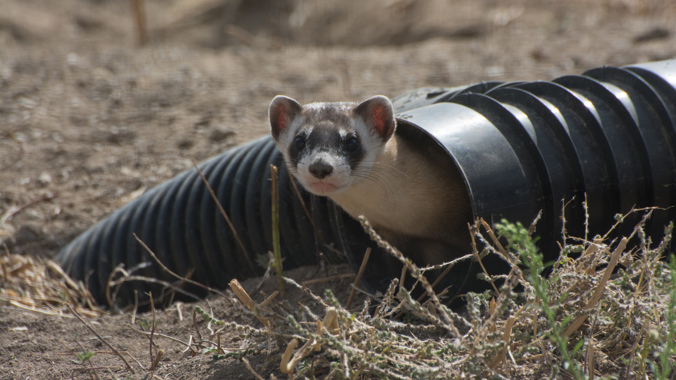 Black-footed ferret. Photo © Kimberly Fraser/USFWS