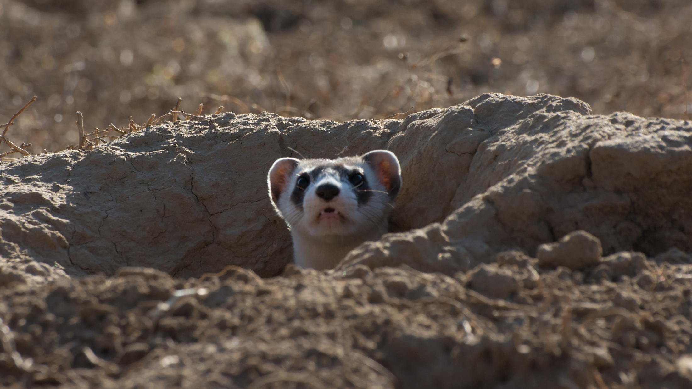 Black-footed ferret. Photo © Kimberly Fraser/USFWS