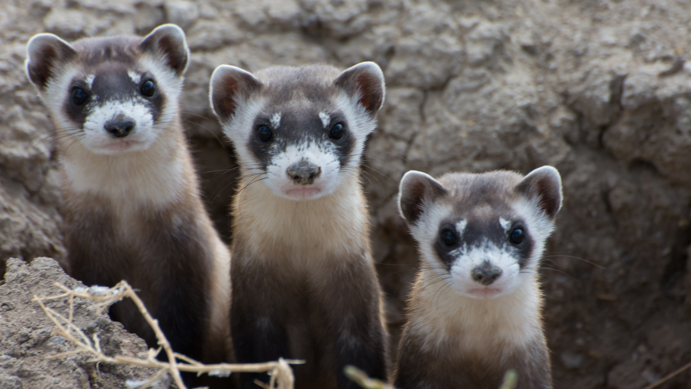 Recovery Hope for BlackFooted Ferrets, One of Our Most Endangered