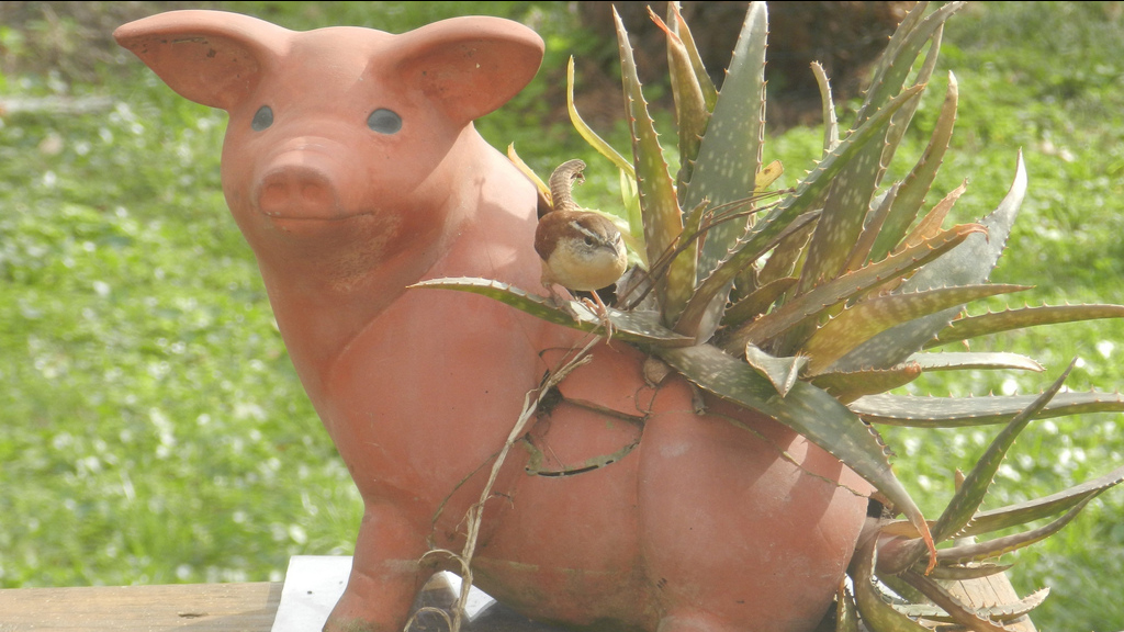 Carolina wren nesting in a pig planter. Photo © moccasinlanding / Flickr through a Creative Commons license