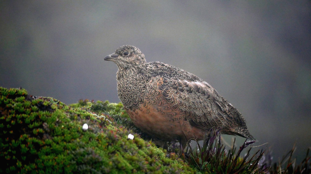 Rufous-bellied Seedsnipe. Photo © Tim Boucher