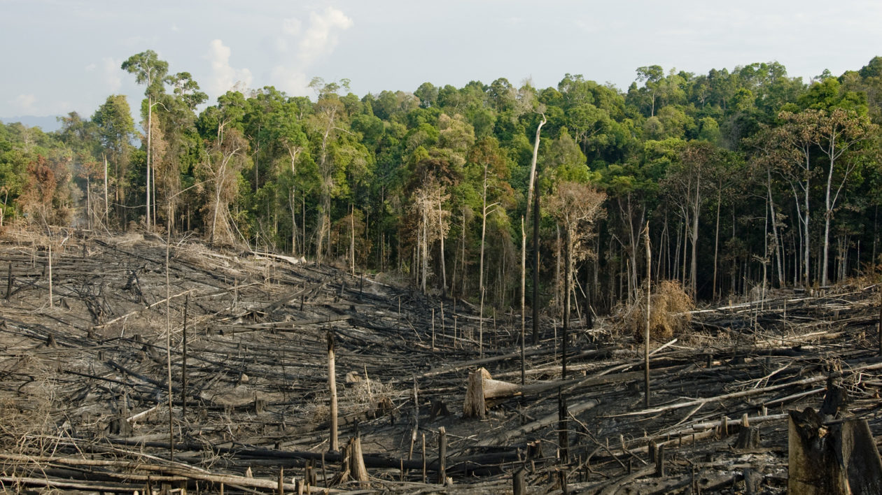 Tropical forest areas that have been deforested through a process of slash and burn. Photo © Bridget Besaw